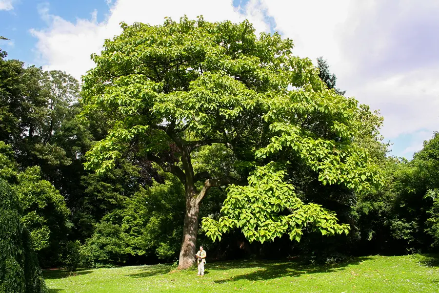 کاشت درخت پالونیا