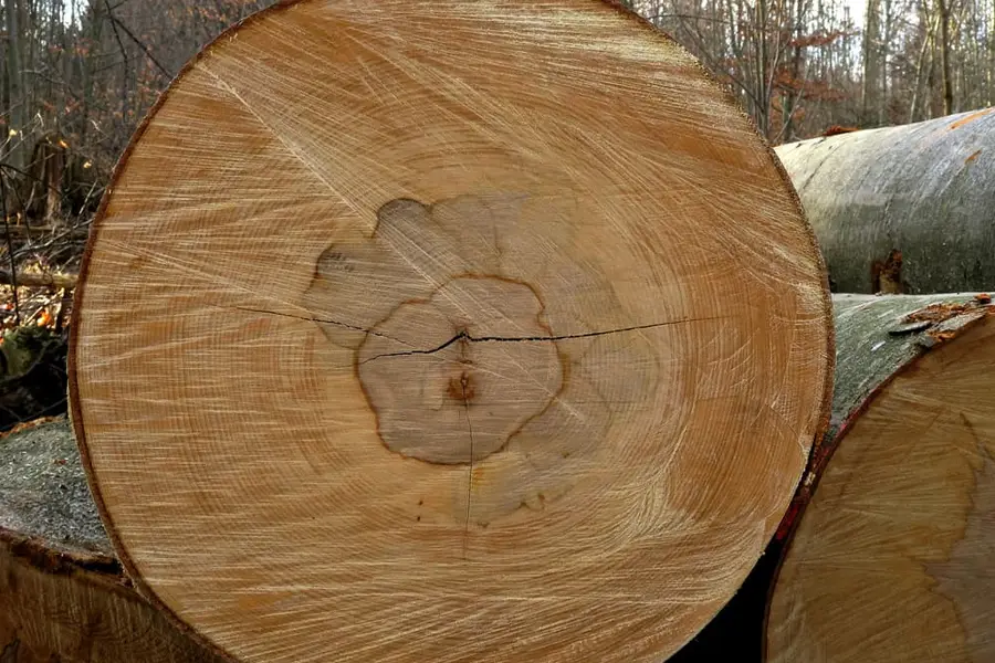 عکس چوب درخت راش
