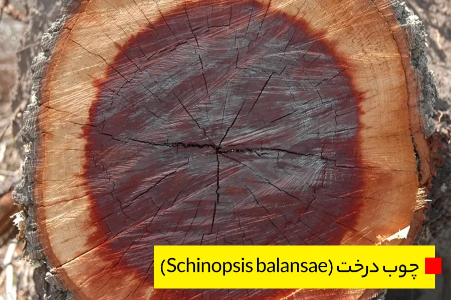 چوب درخت (Schinopsis balansae)