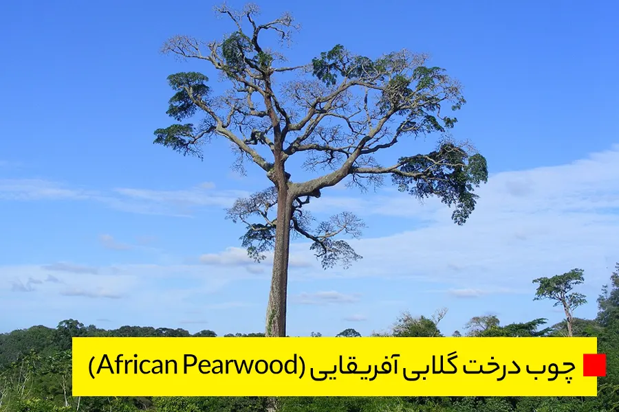 چوب درخت گلابی آفریقایی (African Pearwood)