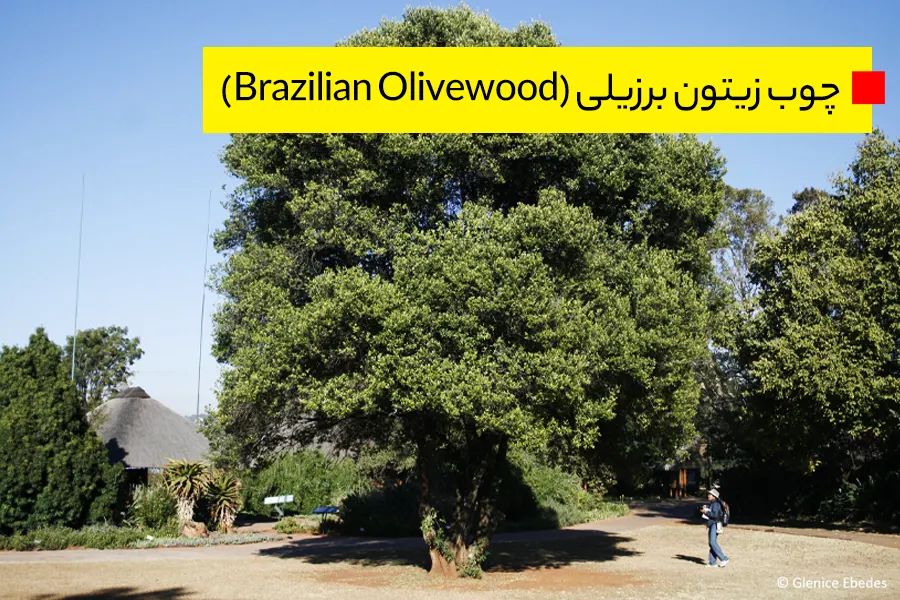 چوب زیتون برزیلی (Brazilian Olivewood)